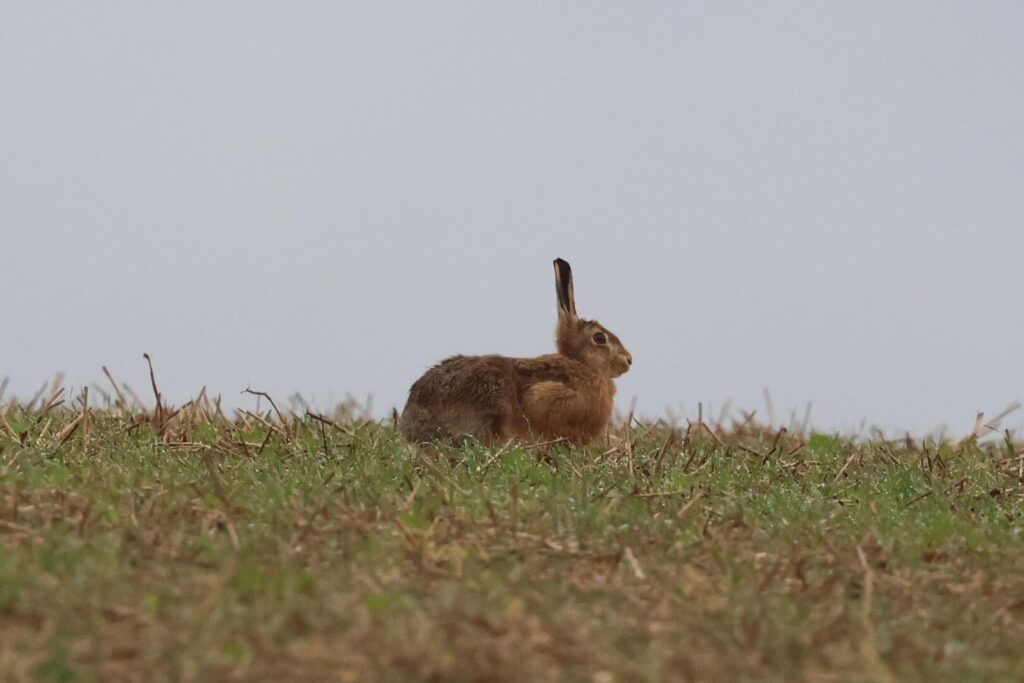 Brown Hare