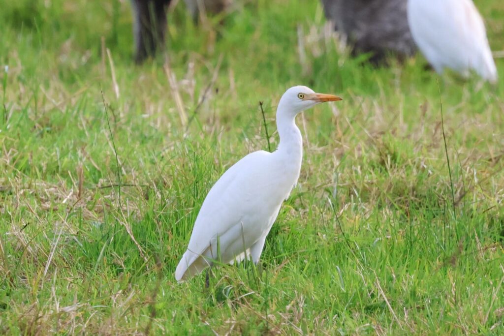 Cattle Egret