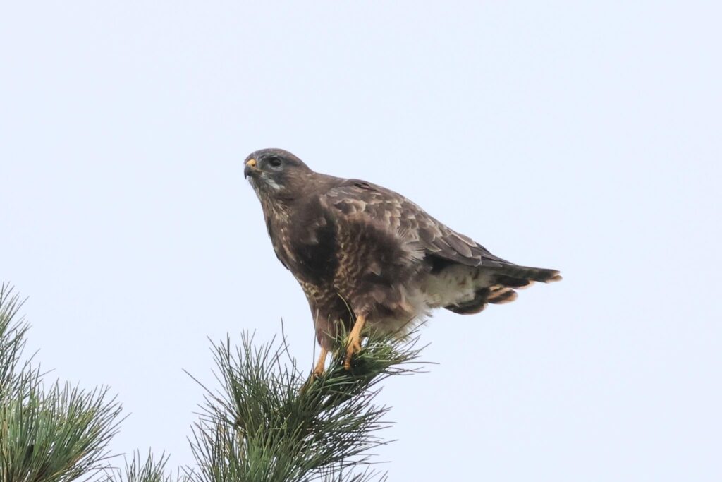 Common Buzzard