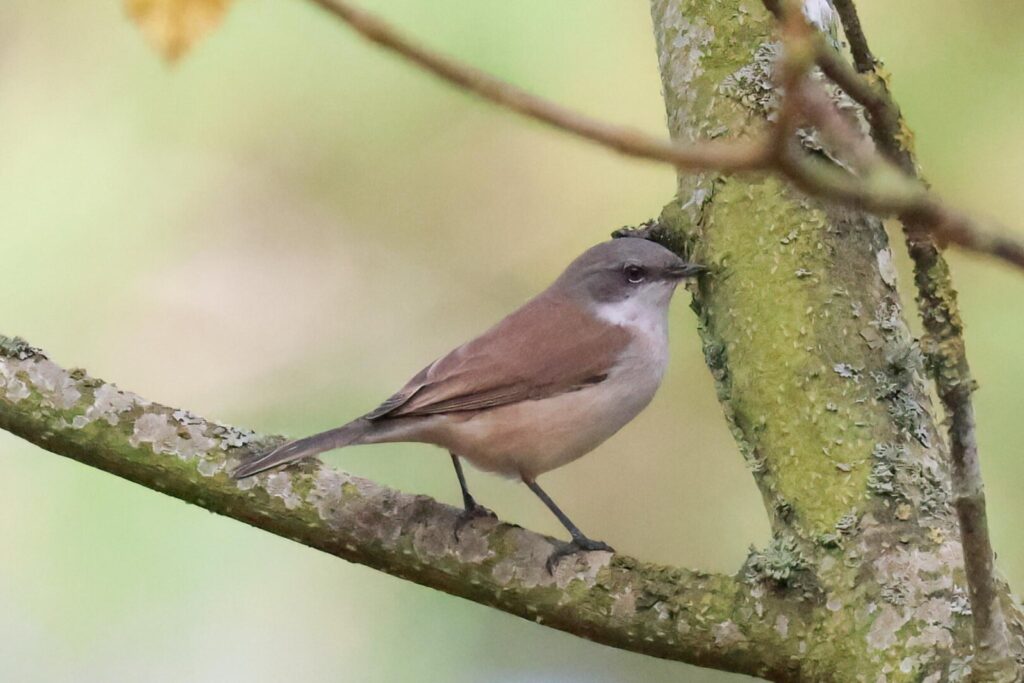 Eastern Lesser Whitethroat