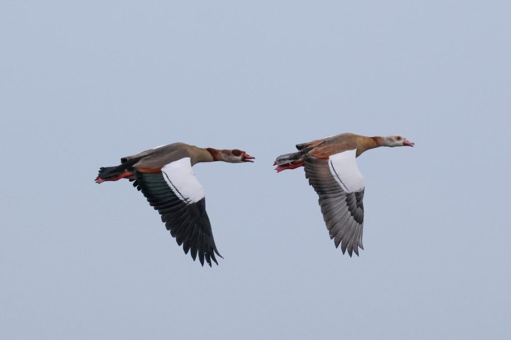 Egyptian Geese