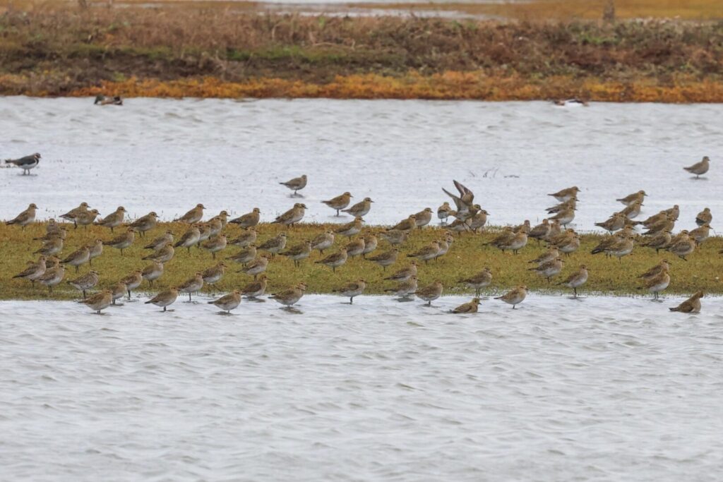 Golden Plover