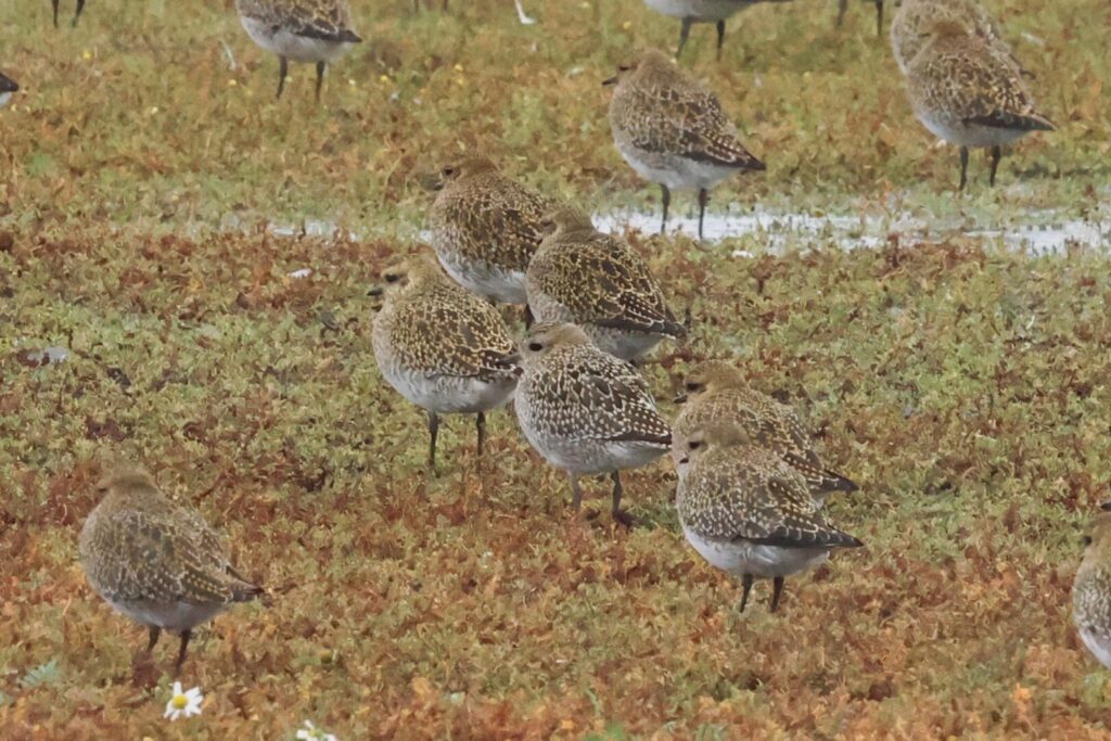 Golden Plover