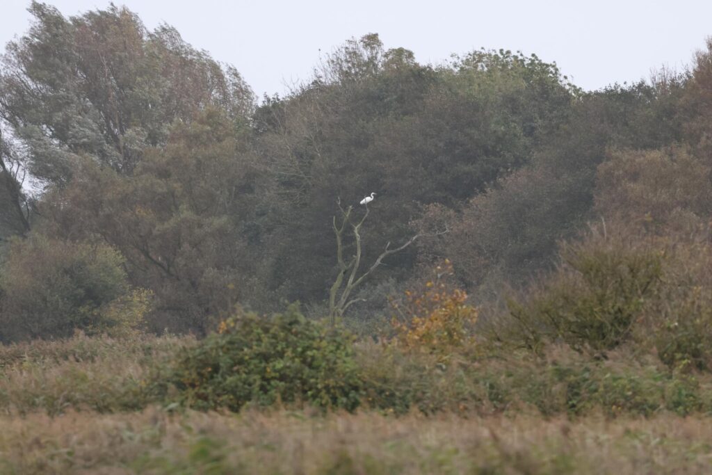 Great White Egret