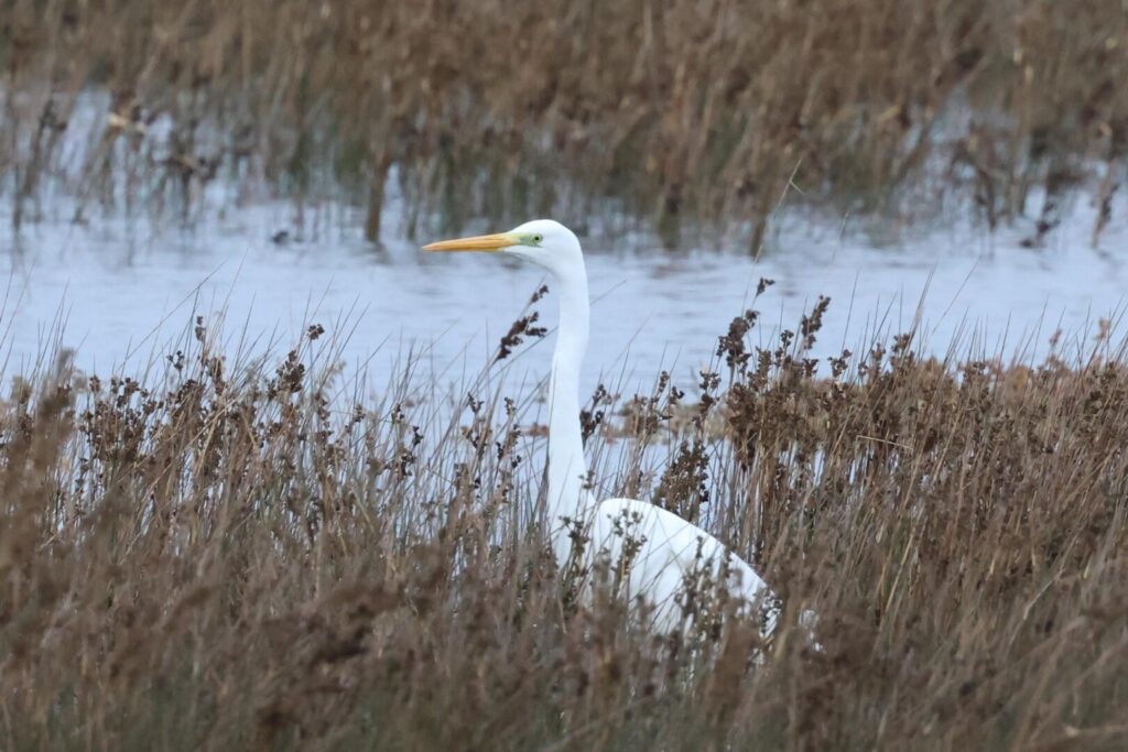 Great White Egret