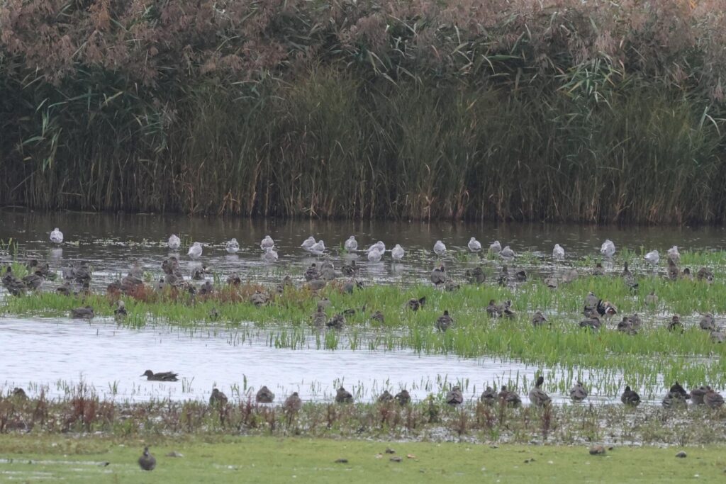 Greenshanks