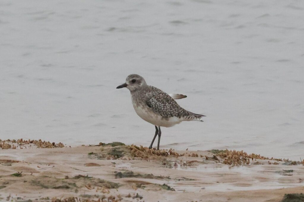 Grey Plover