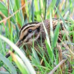 Jack Snipe