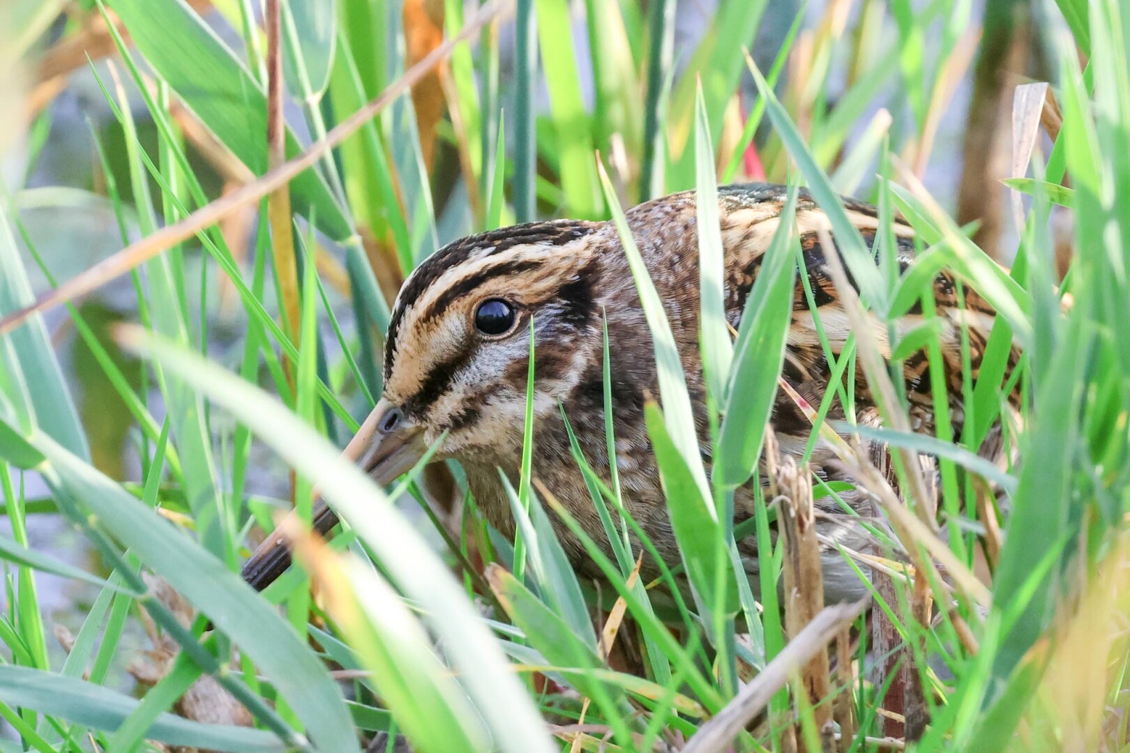 Jack Snipe