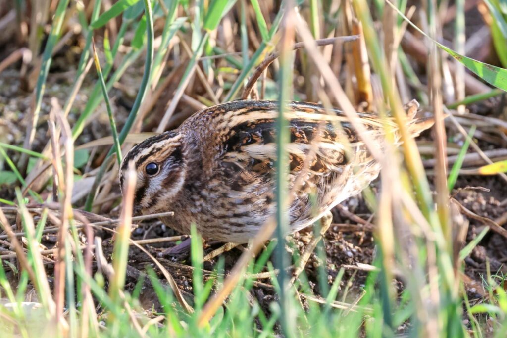 Jack Snipe