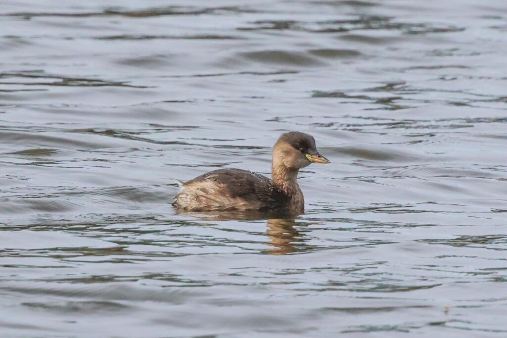 Little Grebe