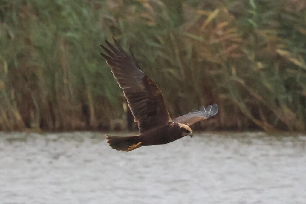 Marsh Harrier