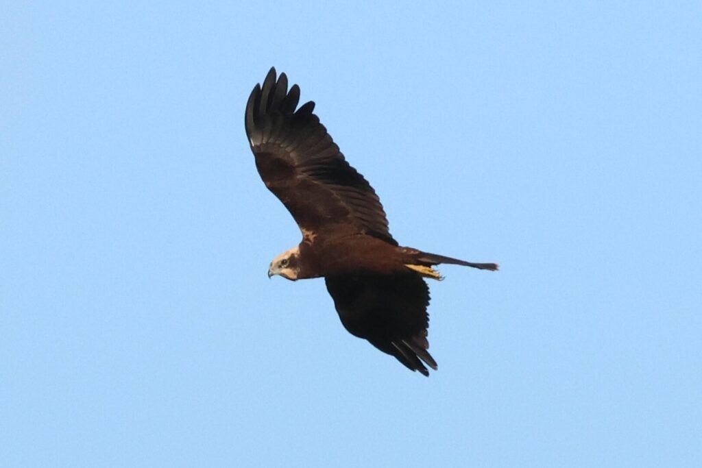 Marsh Harrier