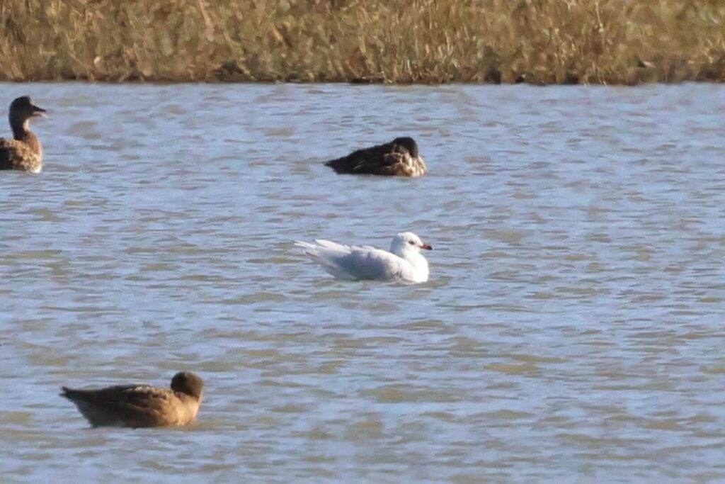 Mediterranean Gull