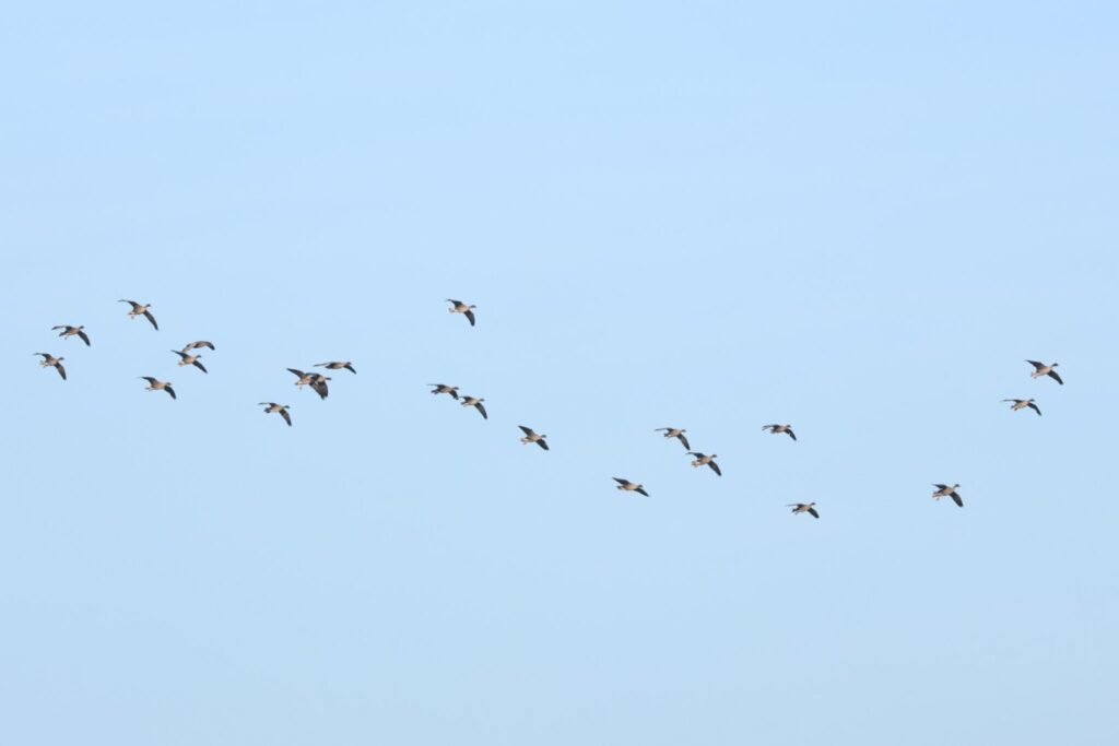 Pink-footed Geese