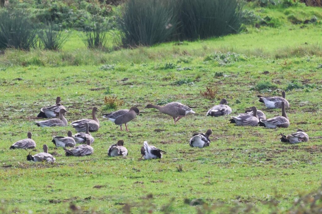 Pink-footed Geese