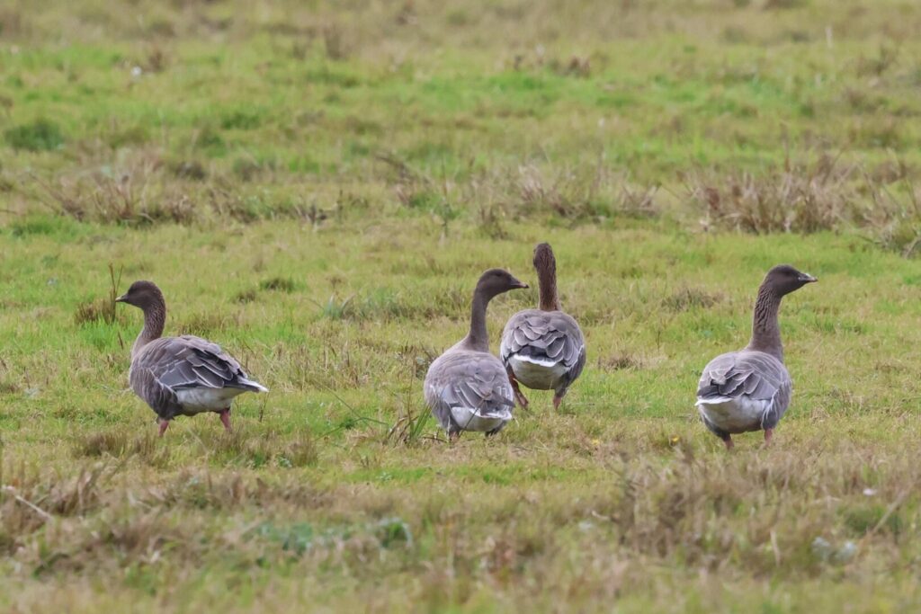 Pink-footed Geese