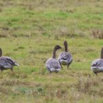 Pink-footed Geese