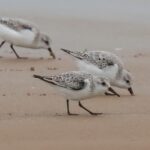 Sanderling