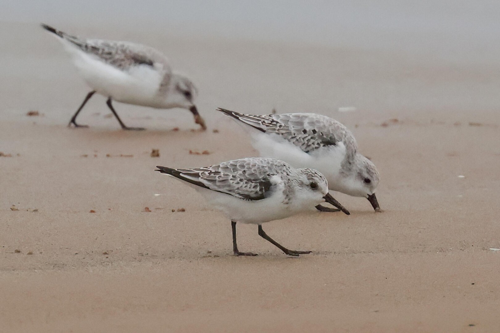 Sanderling