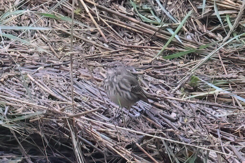 Scandinavian Rock Pipit