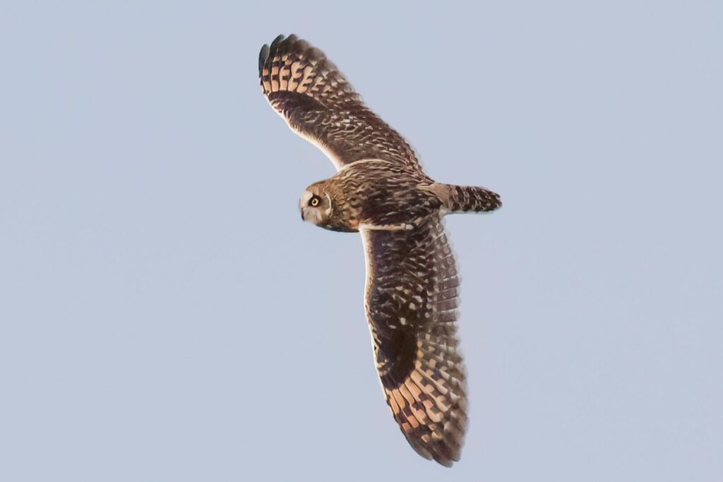 Short-eared Owl