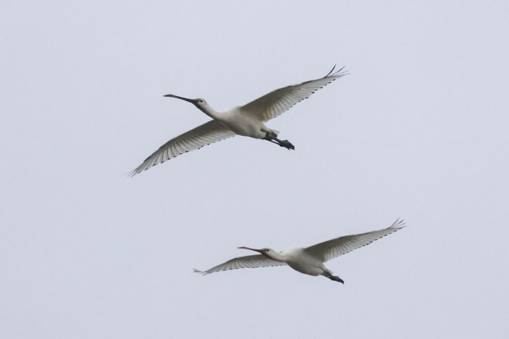 Spoonbills