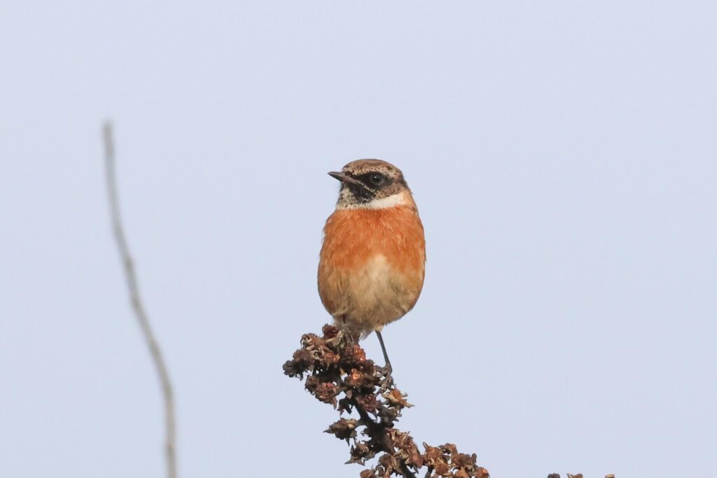 Stonechat