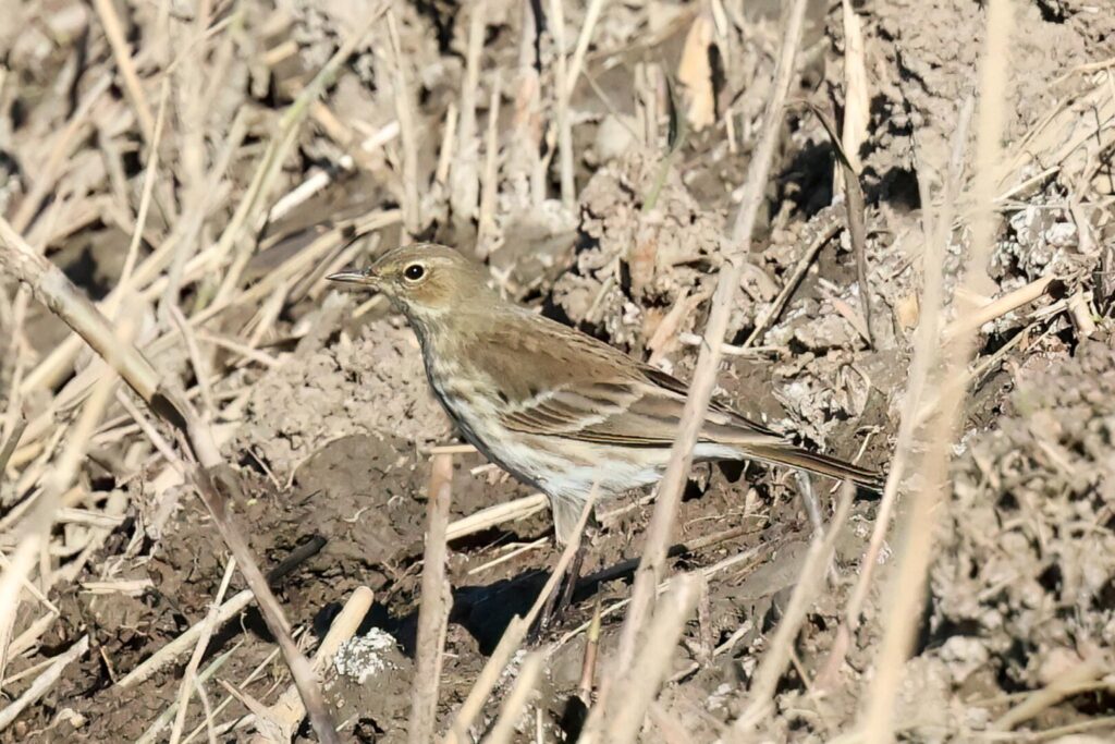 Water Pipit