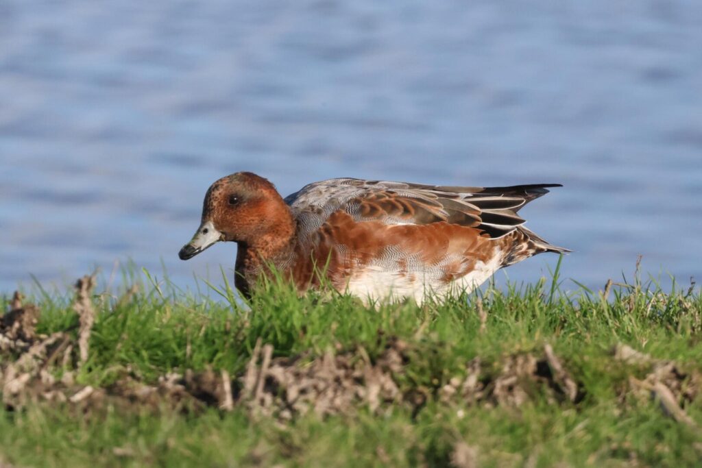 Wigeon