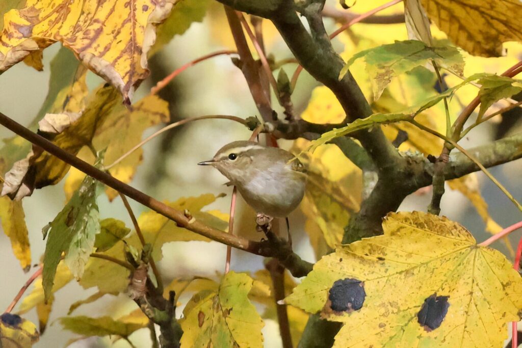 Yellow-browed Warbler