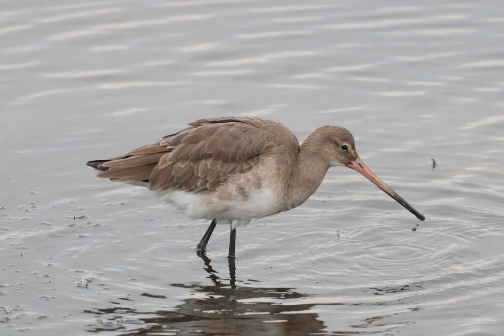 Black-tailed Godwit