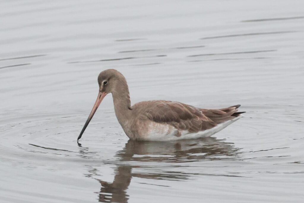 Black-tailed Godwit