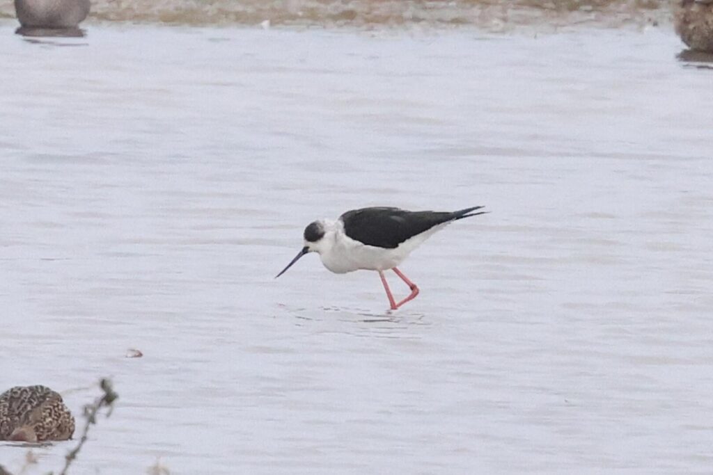 Black-winged Stilt