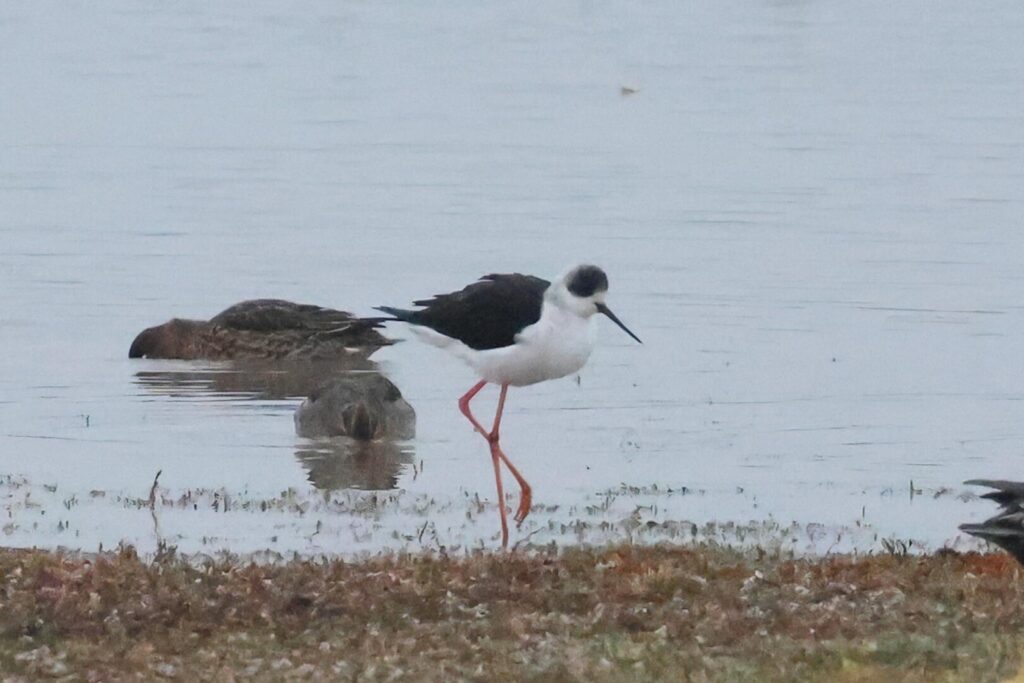 Black-winged Stilt