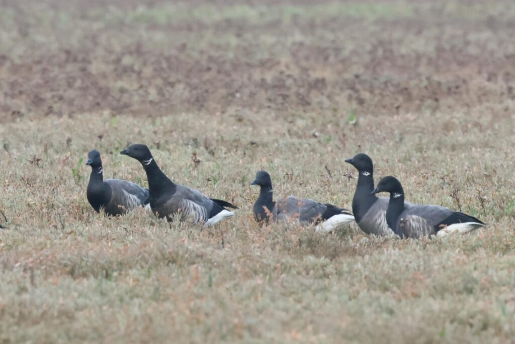 Brent Geese