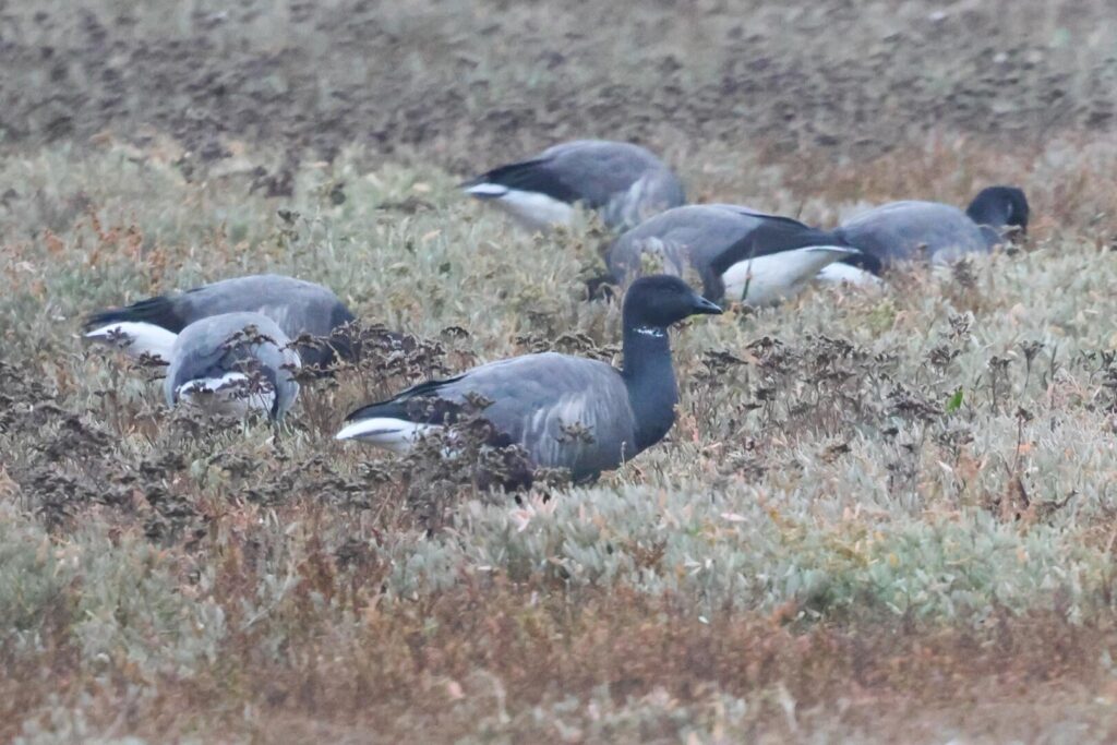 Brent Geese