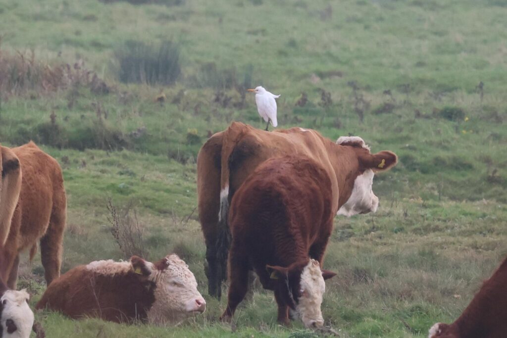 Cattle Egret