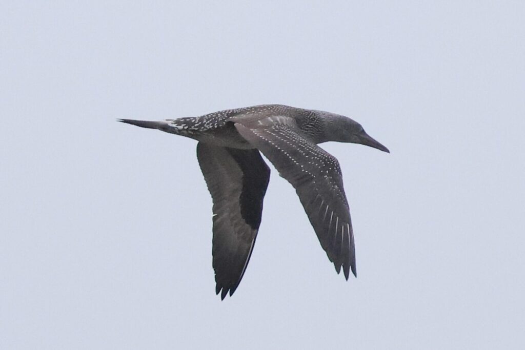 Gannet