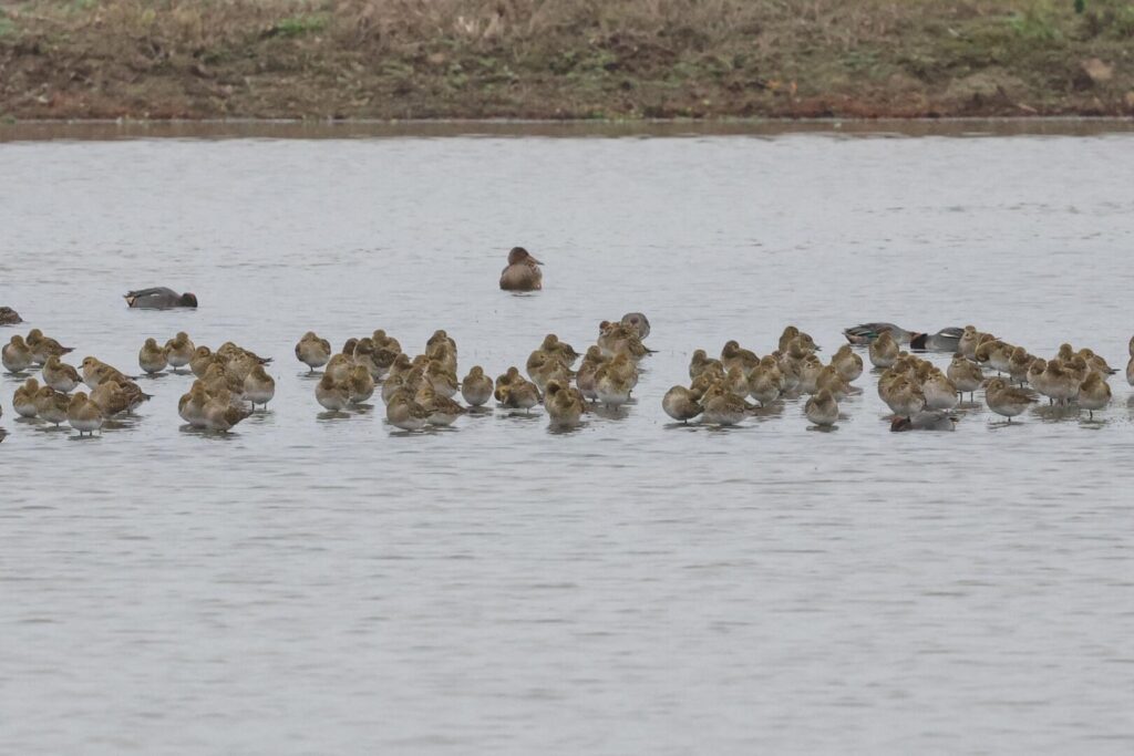 Golden Plover