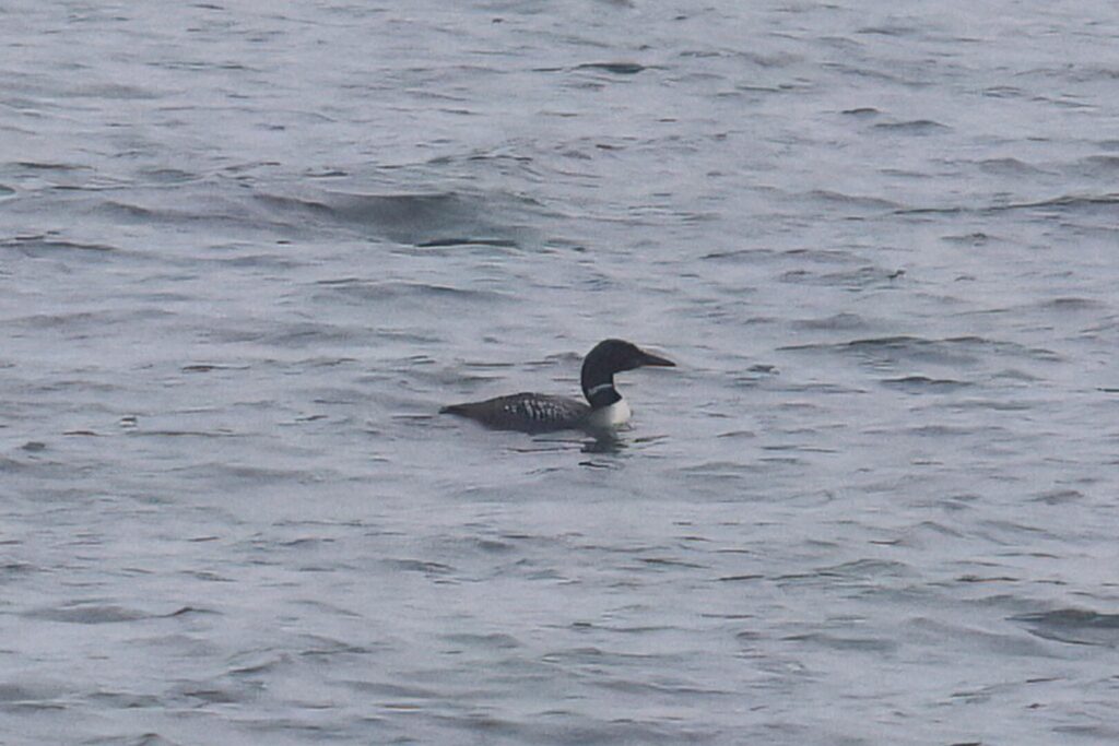 Great Northern Diver