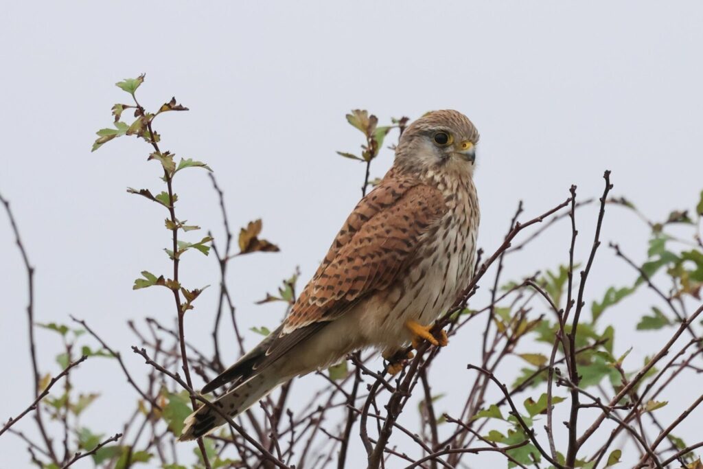 Kestrel