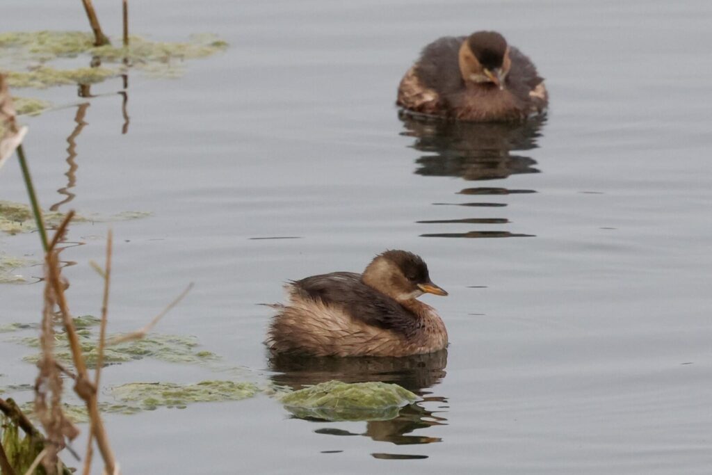 Little Grebes