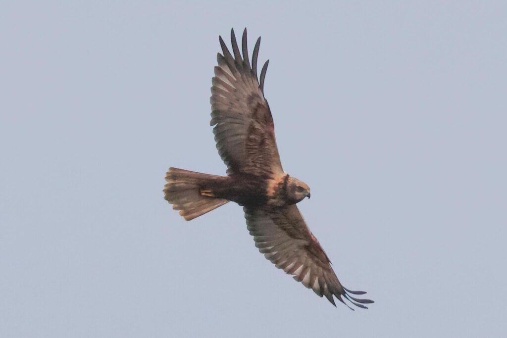 Marsh Harrier