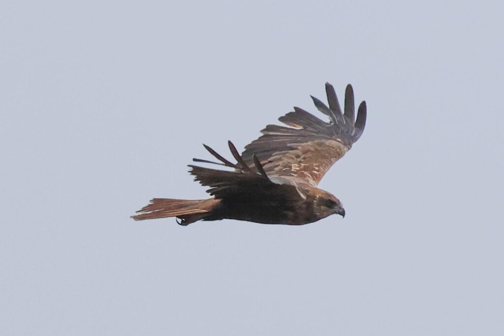 Marsh Harrier