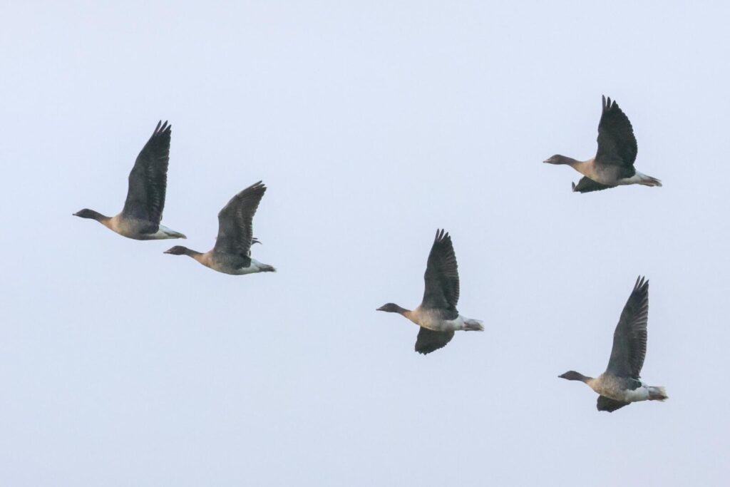 Pink-footed Geese