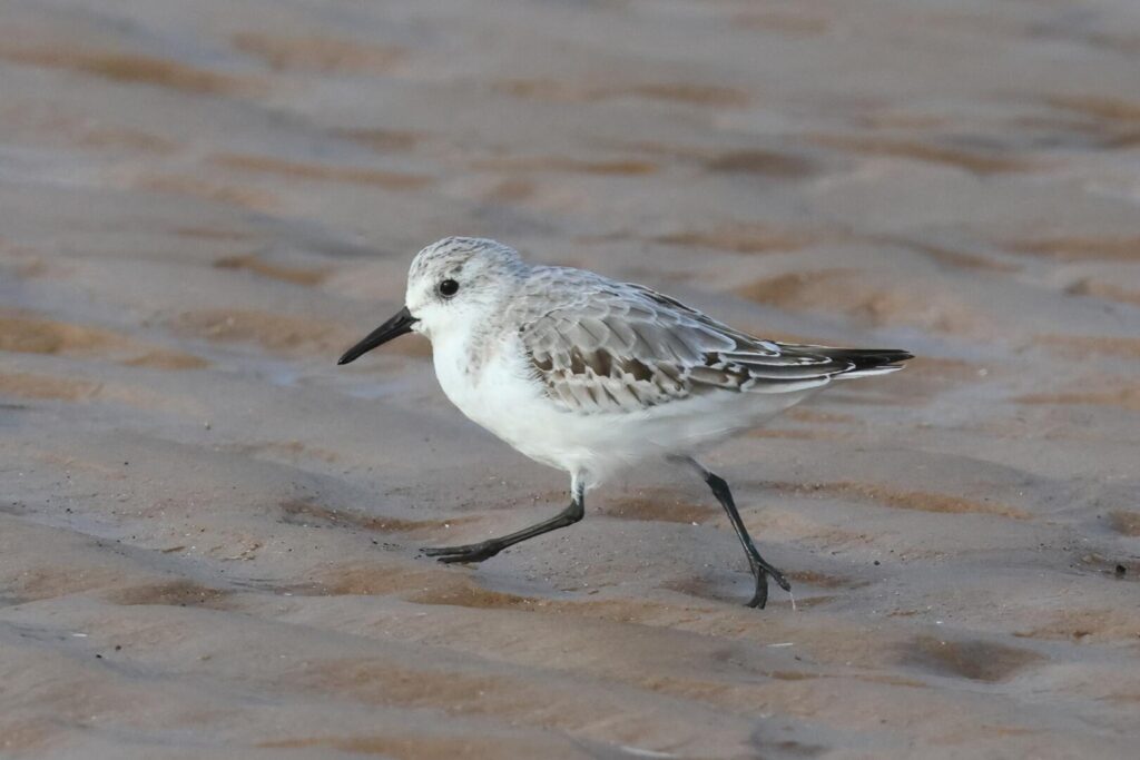 Sanderling