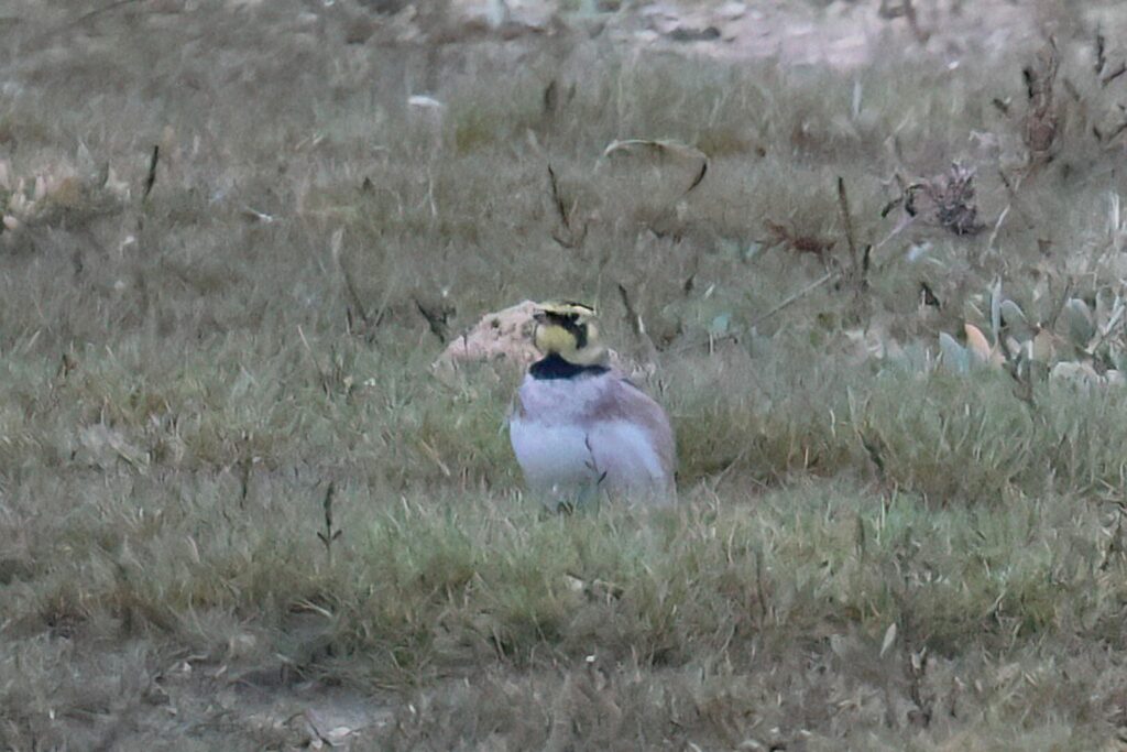 Shorelark