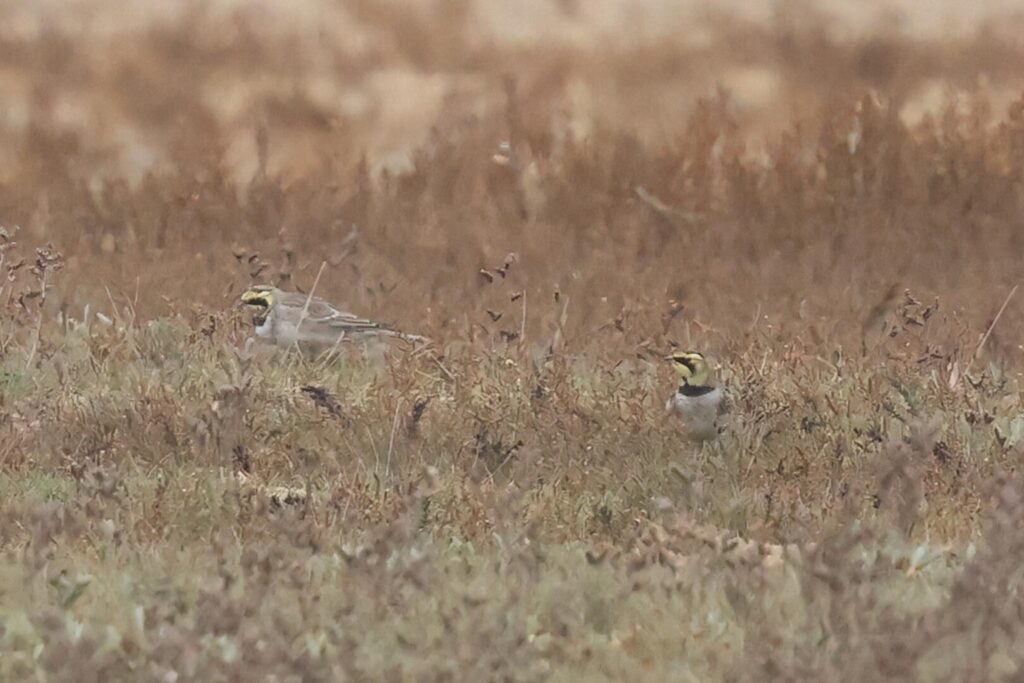 Shorelarks