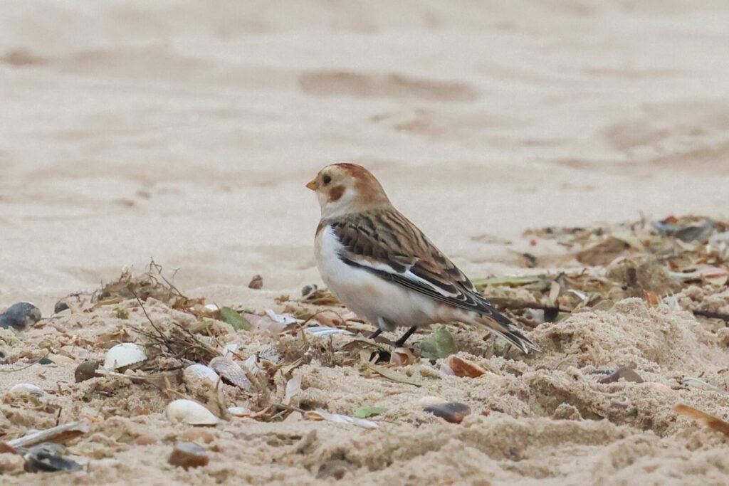 Snow Bunting